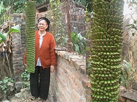 Chuối[-]"lạ"[-]giá[-]cao[-]vẫn[-]cháy[-]hàng